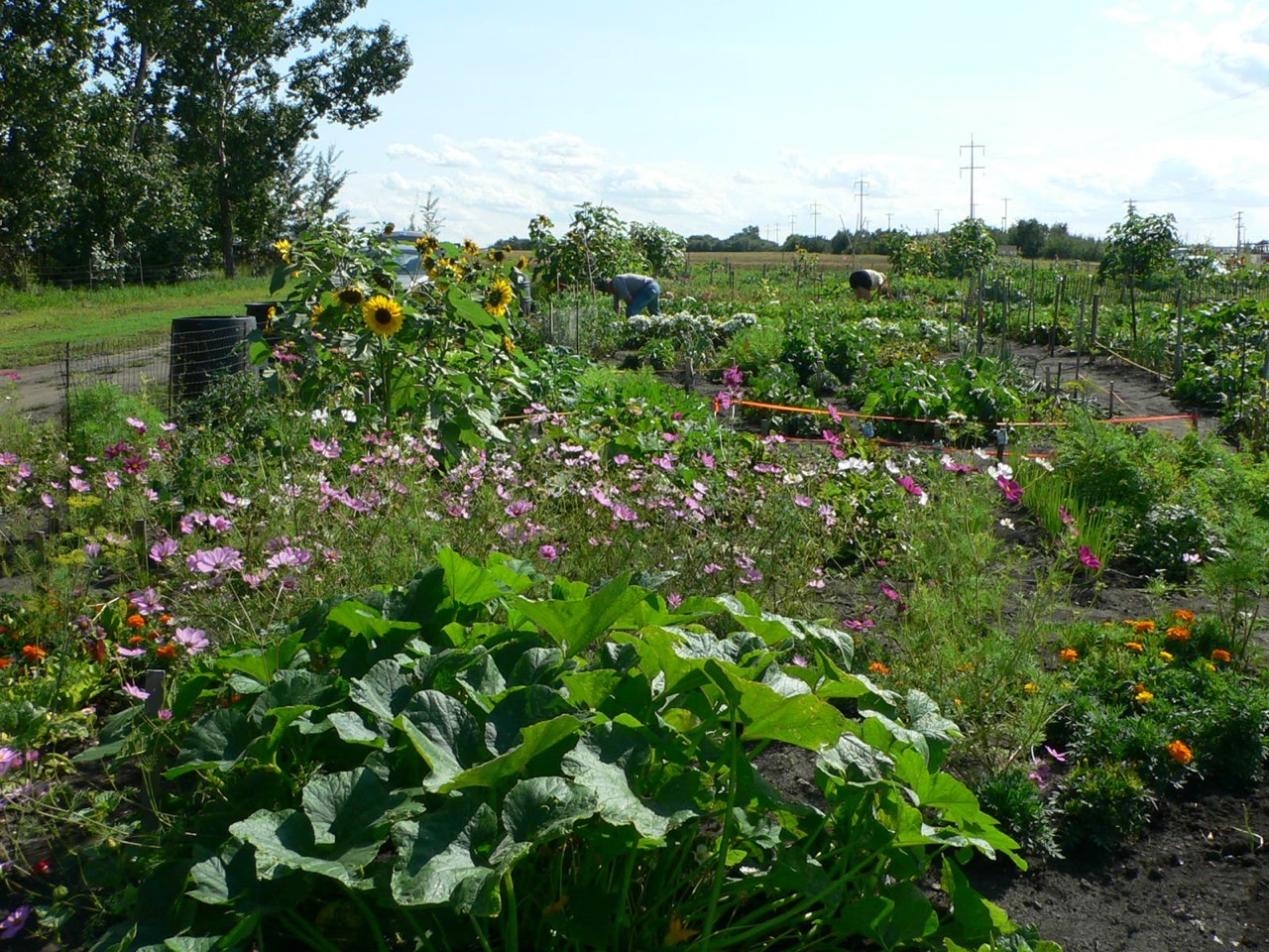 2012 Community Garden